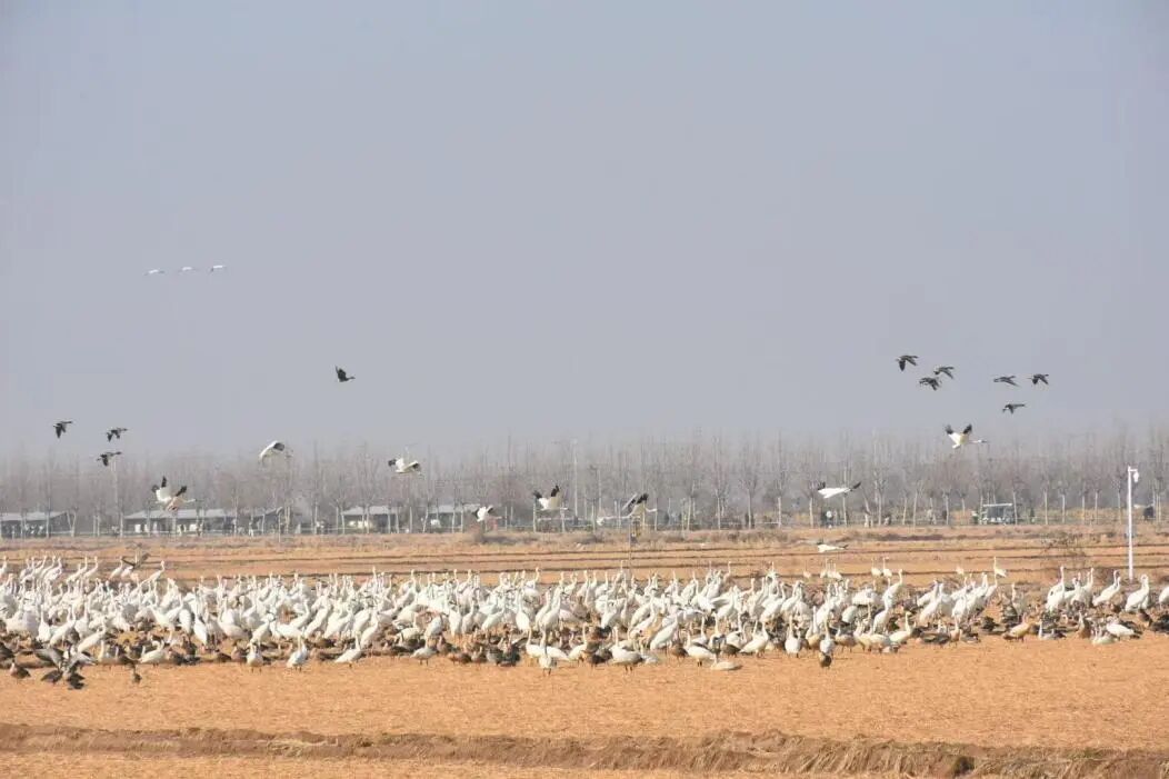 1773654995167331.jpg 微信图片_2026-03-16_175320_656.jpg